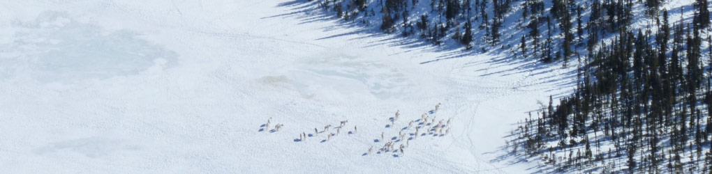 Caribou herds, such as the one in George River, are included in NCC`s Conservation Blueprint for Labrador (Photo by Jon Felgajer)
