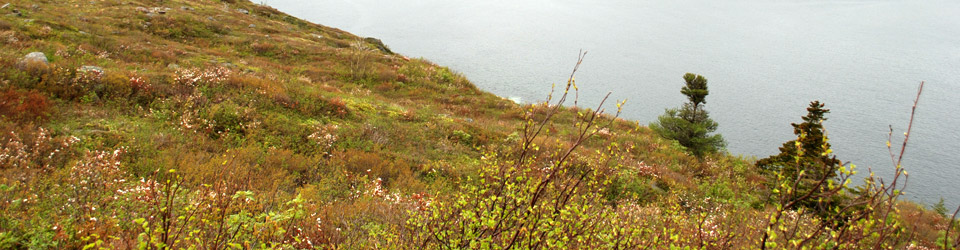Maddox Cove Fog Forest Natural Area, NL (Photo by NCC)  