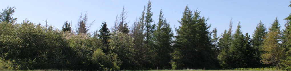 Forêt acadienne, Région de Chignectou, N.-É. (Photo de CNC)