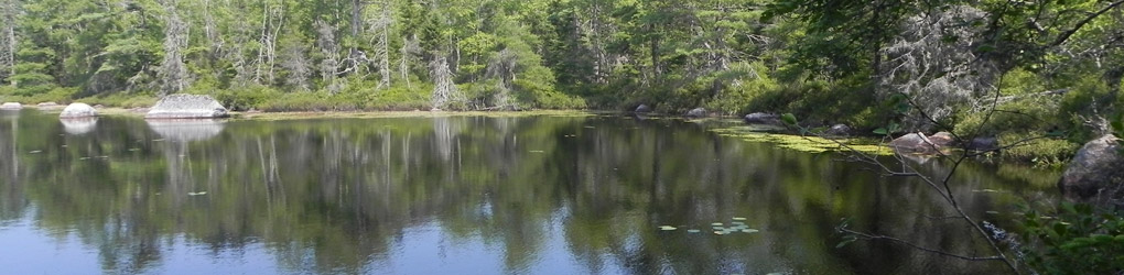 Bowers Meadow Wilderness Area, NS (Photo by NCC)  