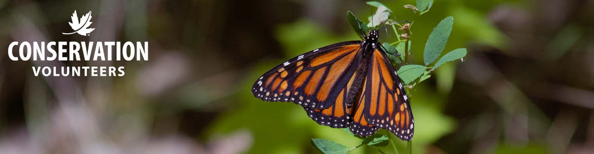 Monarch on flower at a butterfly count (Photo by NCC)