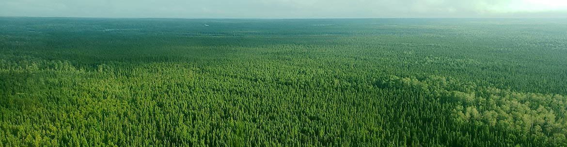 Vast expanses of forests at Boreal Wildlands, ON (Photo by NCC)