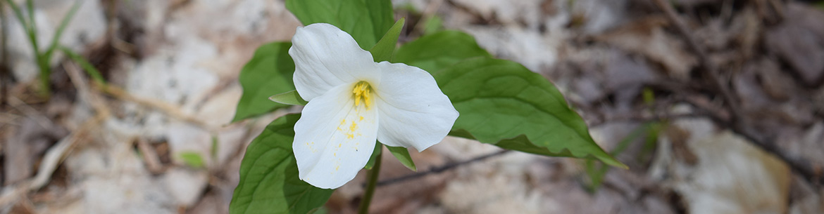 White trillium, Creemore Nature Reserve, ON (Photo by NCC)