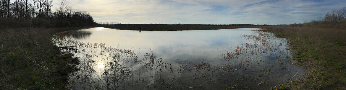 Restored wetland, Pelee Island, ON (photo by NCC)
