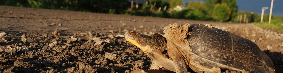 Blanding’s turtle (Photo by Simon Pelletier)