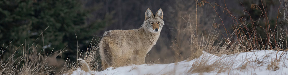 Coyote (Photo de ibbyb89)