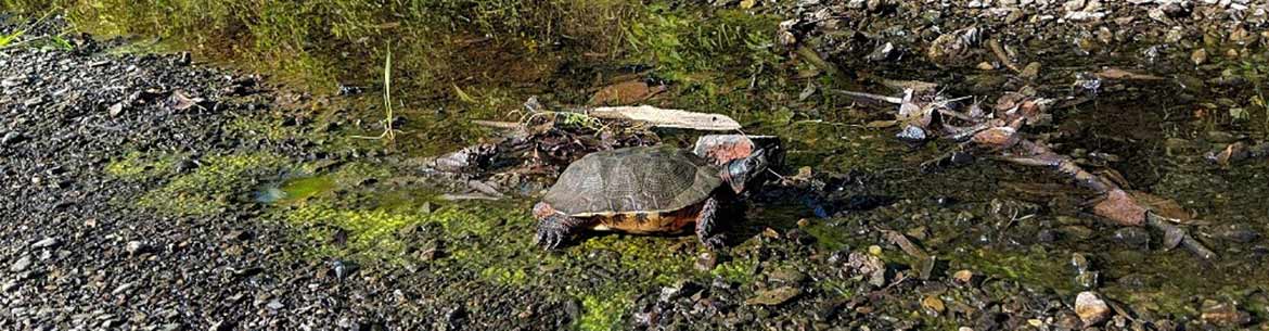 Wood turtle, Pike River, QC (Photo by Claudette Dwyer)
