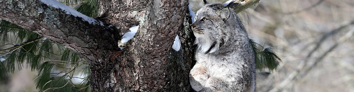 Lynx du Canada (Photo de Mike Dembeck)