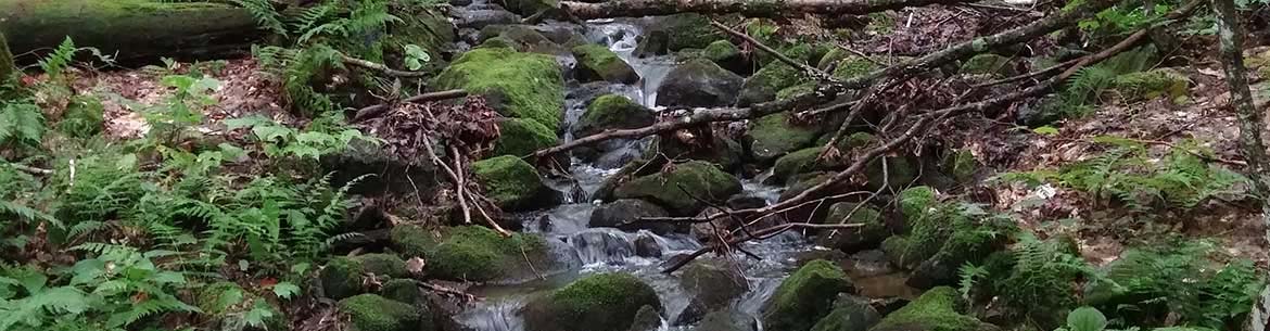 Stream, Northern Green Mountains (Photo by NCC)