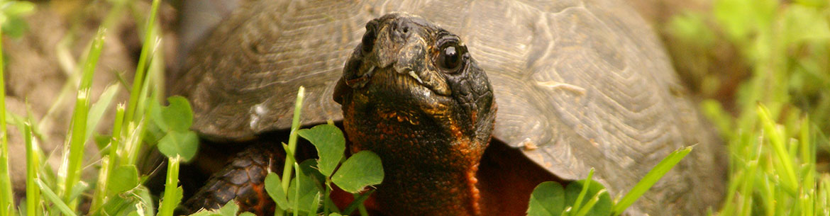 Wood turtle (Photo by Carole Houde)