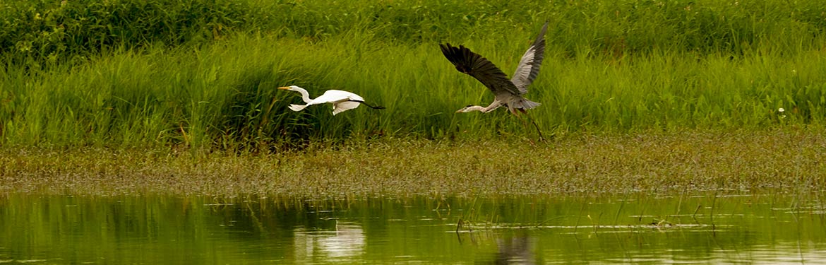 Herons, St. Lawrence River, QC (Photo by Age of Union/Emma Dora Silverstone-Segal)