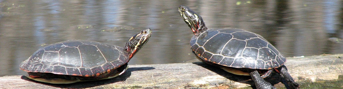 Painted turtles, QC (Photo by NCC)
