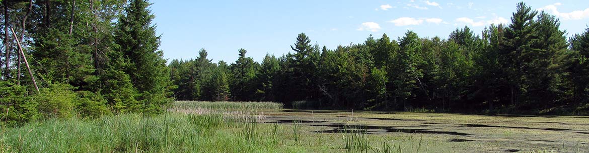 Wetland and forest protected by NCC in Bristol, QC (Photo by NCC)  