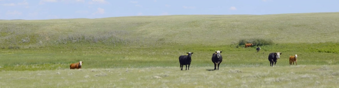 Cattle at Val Marie Pasture in Saskatchewan (Photo by Gabe Dipple)