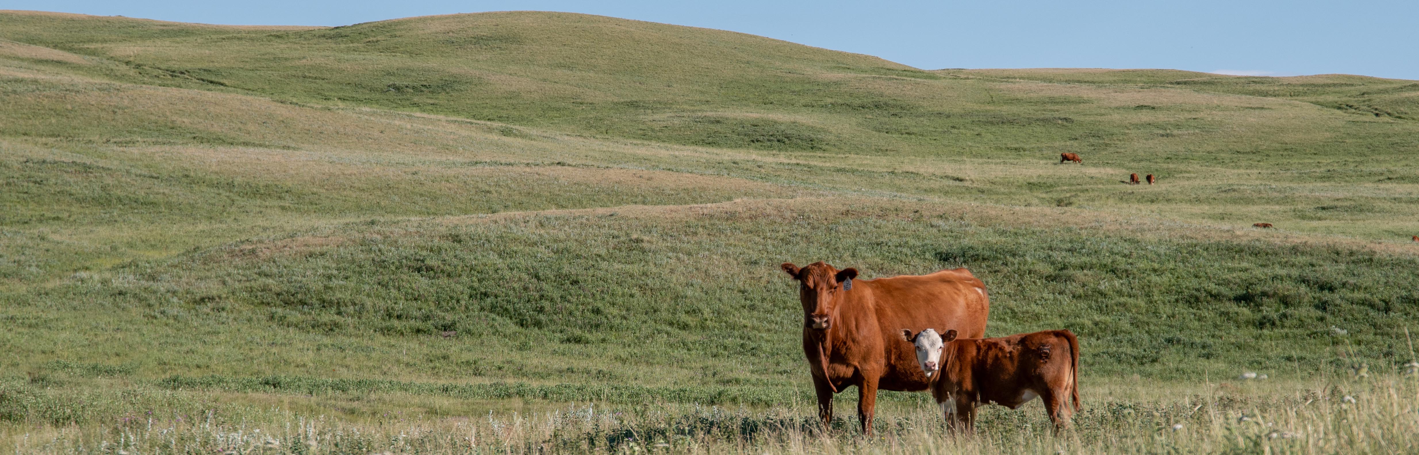 Cattle in Prairie grasslands (Photo by NCC/Leta Pezderic)