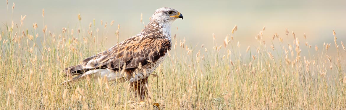 Ferruginous hawk in grasslands (Photo by Leta Pezderic)