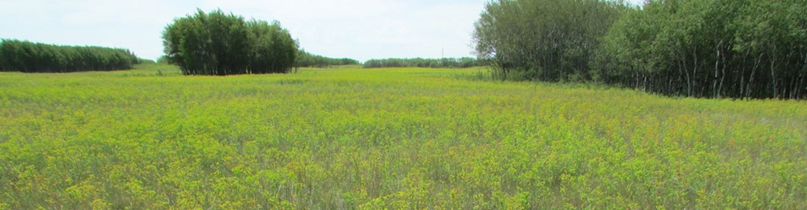Leafy Spurge in Saskatchewan (Photo by NCC)