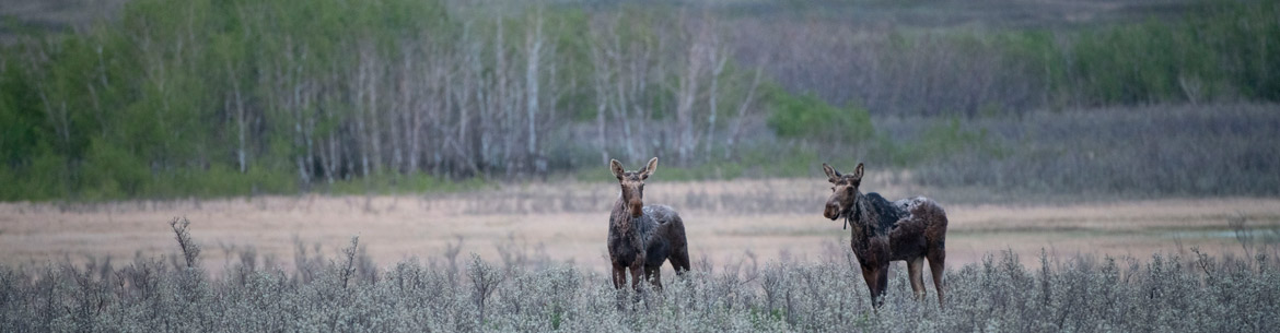 Moose in prairie grasslands (Photo by Jason Bantle)