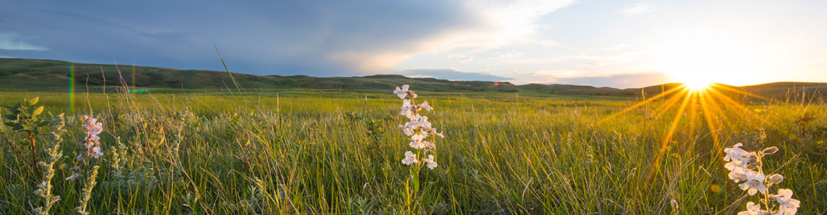 Endangered grasslands, SK (Photo by Jason Bantle)