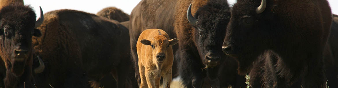 First and second generation bison calf, SK (Photo by Karol Dabbs)  