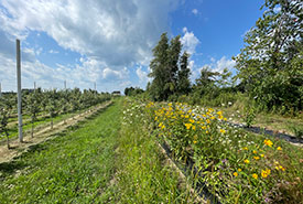 Orchard (Photo by NCC)