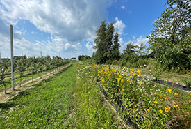 Verger, Montérégie, Qc (Photo de CNC)