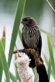 A female red-winged blackbird (Photo by Gail F. Chin)