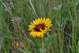 Prairie wildflowers – Gaillardia (Photo by NCC)