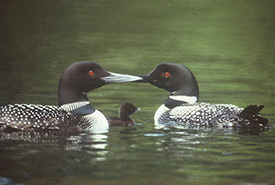 Loon parents with their chick. This chick was only one or two days old. (Photo by Rob Alvo)