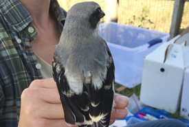 An eastern loggerhead shrike fitted with a radio telemetry tag. The tag weighs only two grams (the weight of a dime) and is barely noticed by the bird. (Photo by Wildlife Preservation Canada)