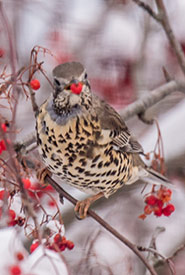 Mistle thrush eating a berry (Photo by Peter Gadd)