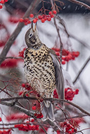 The mistle thrush seemed to have settled in to its new environment. (Photo by Peter Gadd)