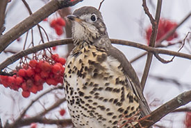 Mistle thrush (Photo by Peter Gadd)