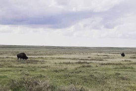 Bison bulls at OMB in 2019 (Photo by NCC)