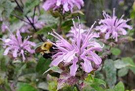 Common eastern bumble bee on wild bergamot (Photo by Wendy Ho/NCC staff)