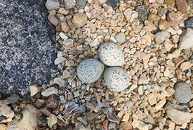 Piping plover eggs at Shoe Lake West, SK (Photo by Mike Burak/NCC staff)