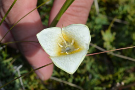 Prairie wildflowers — rare mariposa lily (Photo by NCC)