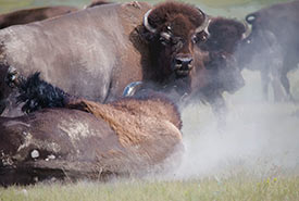 Close up of plains bison in action (Photo by Gail F. Chin)