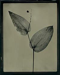 Canada mayflower, wet plate collodion ambrotype (2014) (By Julya Hajnoczky; used with permission)