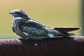 Common nighthawk (Photo by Gail F. Chin)