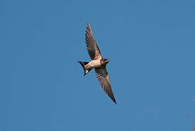 Barn swallow flying overhead (Photo by Dori, Wikimedia Commons, CC BY-SA 3.0 US)
