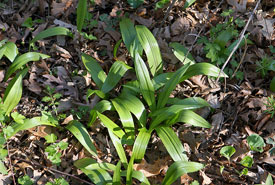 Wild garlic, also known as wild leek or ramps (Photo by Wikimedia Commons)