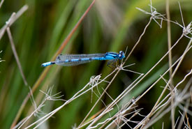 A delicate damselfly perched on the tip of a grass (Photo by Gail F. Chin)