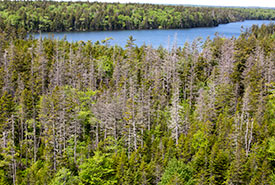 Réserve naturelle du lac Abraham, N.-É. (Photo de Len Wagg)