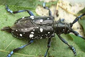 Asian longhorned beetle with wing exposed under elytron (wing casing) (Photo by Pudding4brains, Wikimedia Commons)
