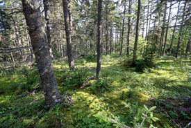 Acadian forest, Chignecto Isthmus, NS (Photo by Mike Dembeck)