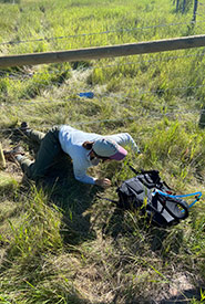 Ashleigh crawling under new fence, Collins Property, AB. (Photo by NCC)