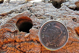 Size reference for an Asian longhorned beetle exit hole (Photo by Aspen Zeppa, OMNRF, via forestinvasives.ca)