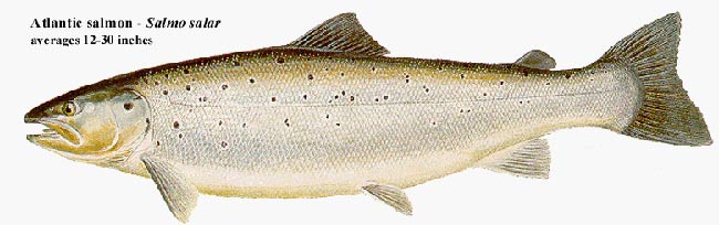 Atlantic salmon (Illustration by New York Department of Environmental Conservation)