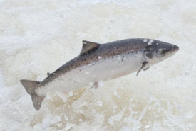 Atlantic salmon jumping in Humber River (Photo by Tom Moffatt/ASF)